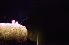 Le Nid 15 * 5616 x 3744 * (10.24MB)